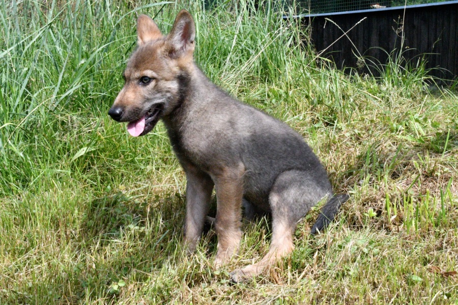 Záchranná stanice v Bartošovicích bude mít rehabilitační zařízení pro velké savce